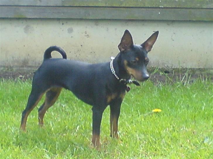 Dvaergpinscher rødkildes chanel billede 8