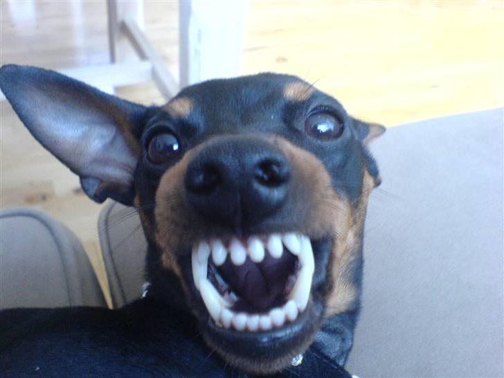 Dvaergpinscher rødkildes chanel - Haha Chanel kan blive rimelig morgensur, hvisa man vækker hende for tidligt :) billede 9