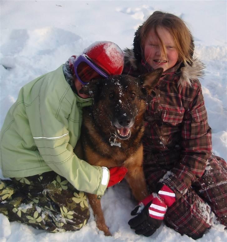 Schæferhund Sussi <3 - D.18 December 2009 det siste billede af dig :`(<3 billede 13