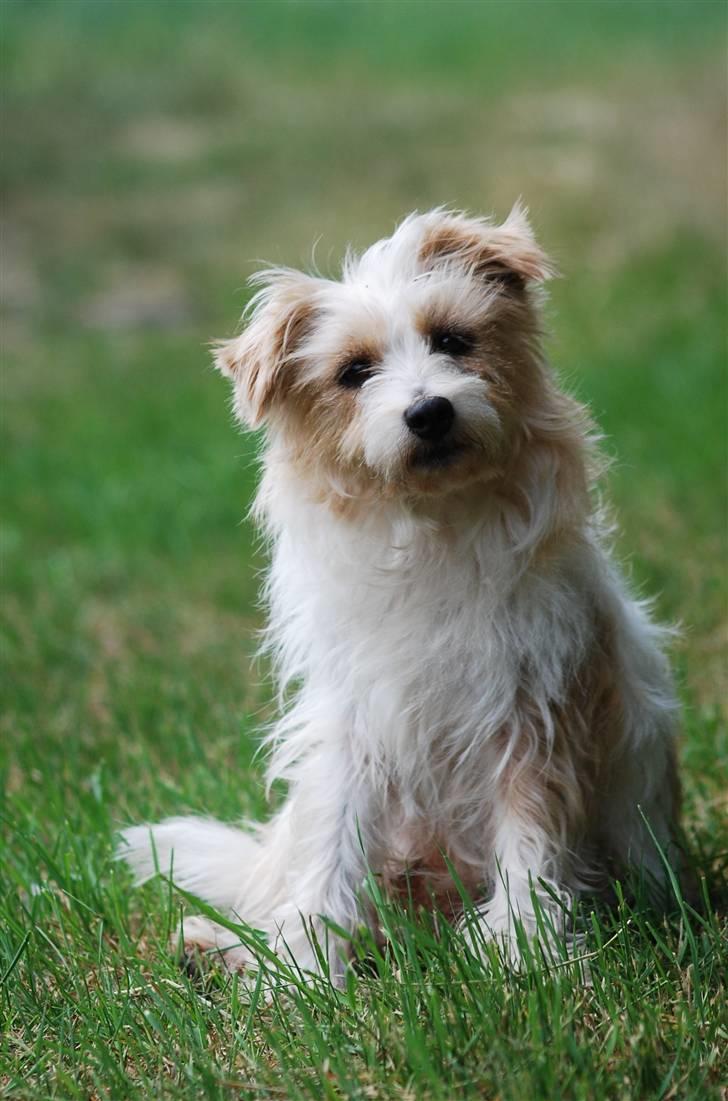 Parson russell terrier Molly  billede 1