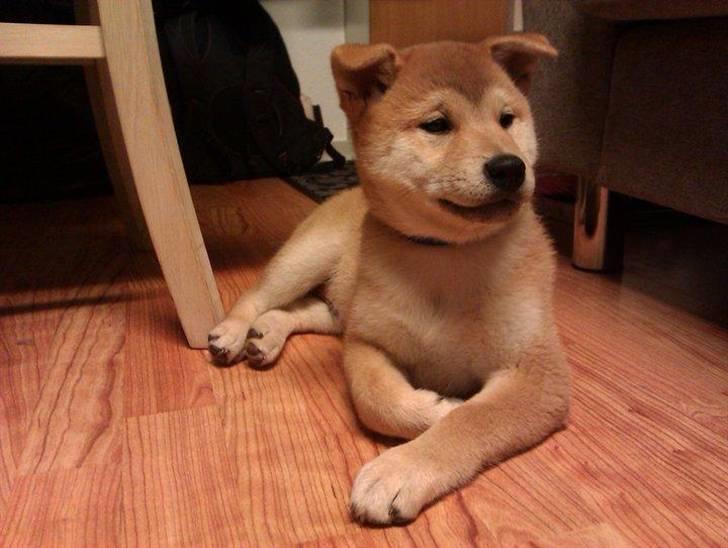 Shiba Simba (Alina's Beniaka) - føste dag hjemme:) billede 15