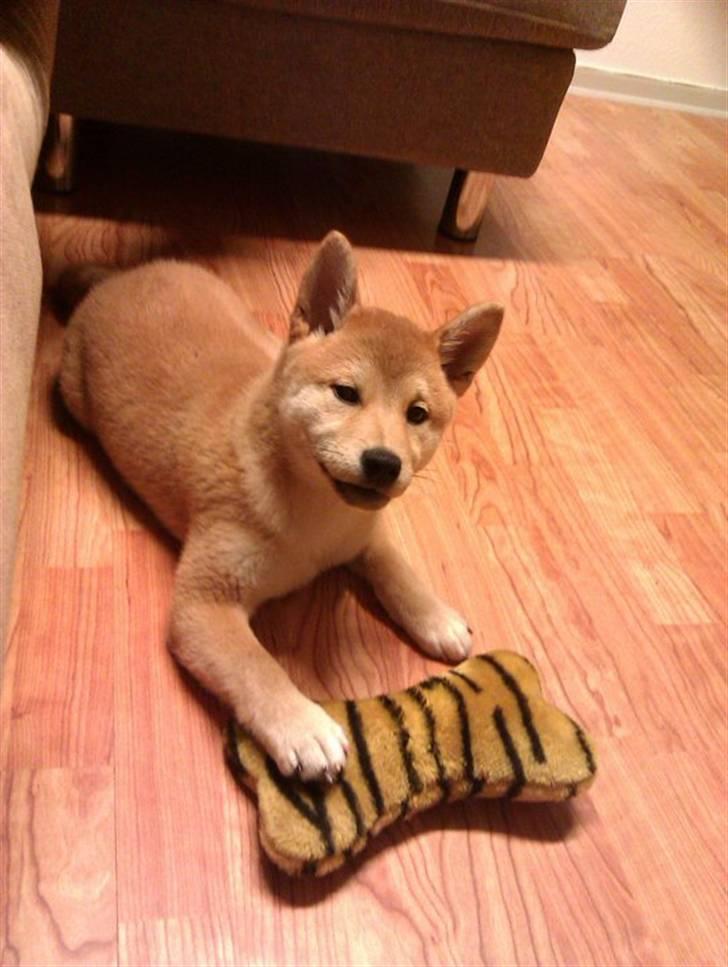 Shiba Simba (Alina's Beniaka) - det er min :) billede 16
