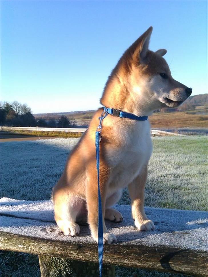 Shiba Simba (Alina's Beniaka) - se miggg billede 17
