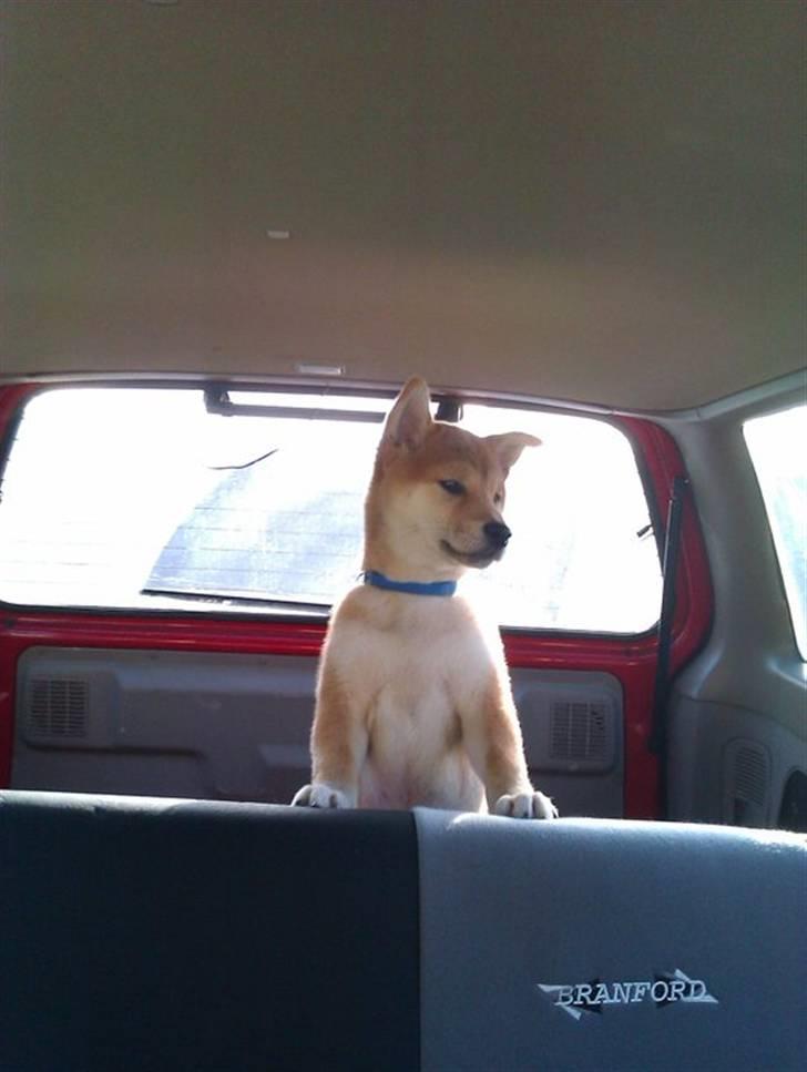 Shiba Simba (Alina's Beniaka) - jaaa skal vi køre en tur billede 18