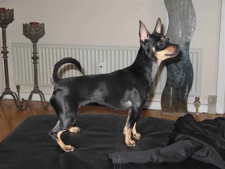 Blanding af racer <3 Diva <3 billede 13