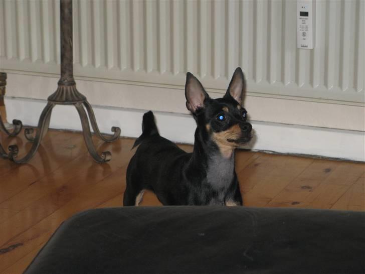 Blanding af racer <3 Diva <3 billede 14