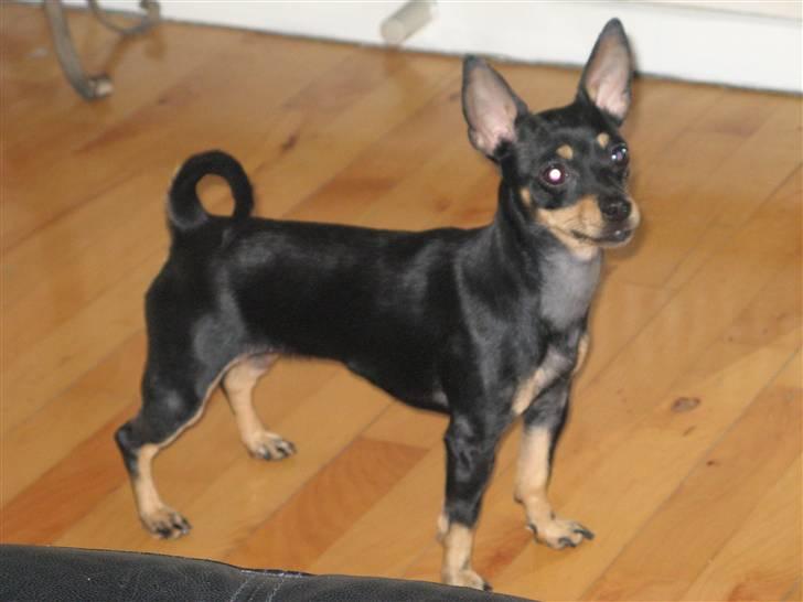 Blanding af racer <3 Diva <3 billede 15