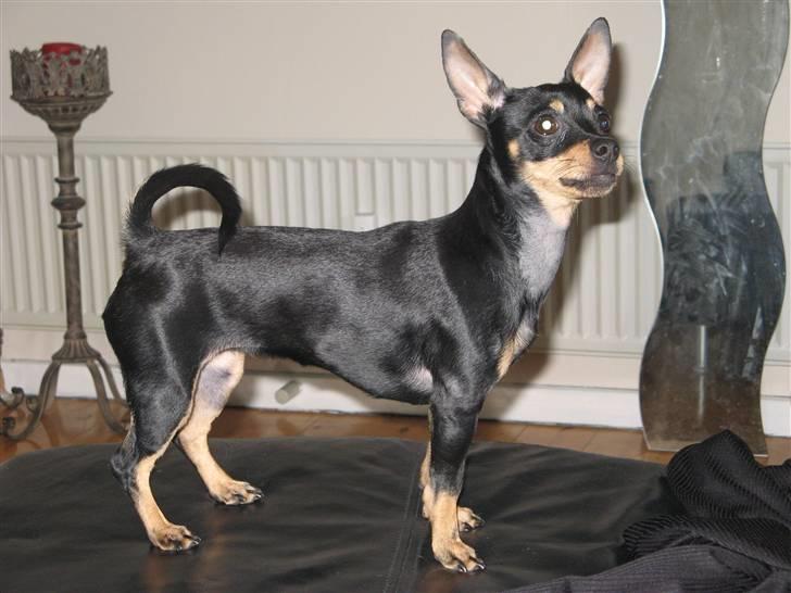 Blanding af racer <3 Diva <3 billede 16