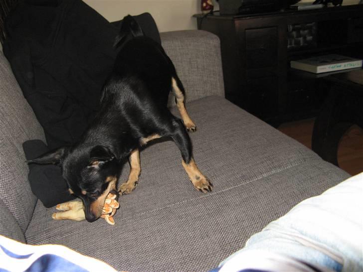 Blanding af racer <3 Diva <3 billede 17