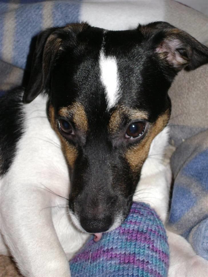 Jack russell terrier Ollie billede 18