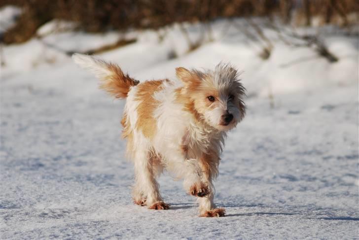 Parson russell terrier Molly  billede 2