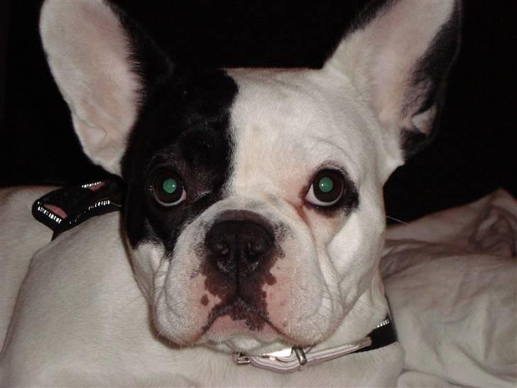 Fransk bulldog Josie R.I.P billede 10