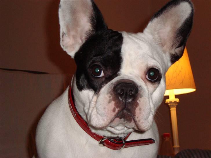 Fransk bulldog Josie R.I.P billede 12