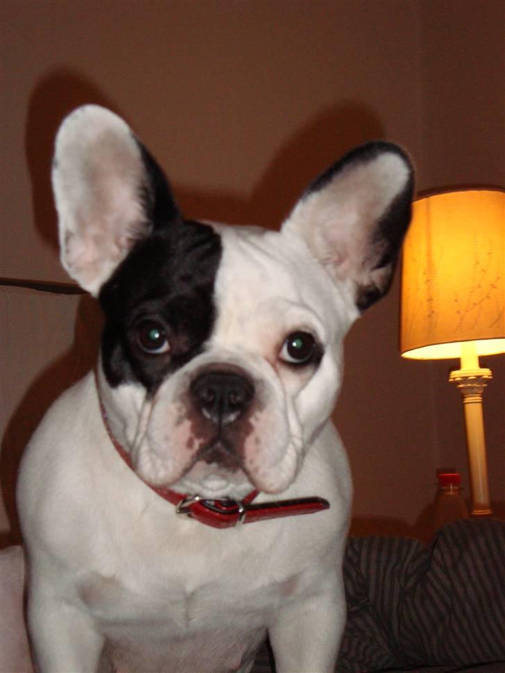 Fransk bulldog Josie R.I.P billede 13