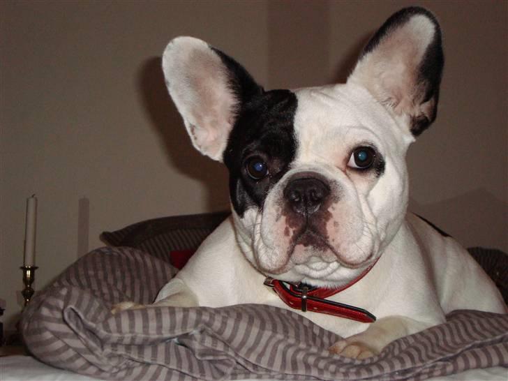 Fransk bulldog Josie R.I.P billede 14