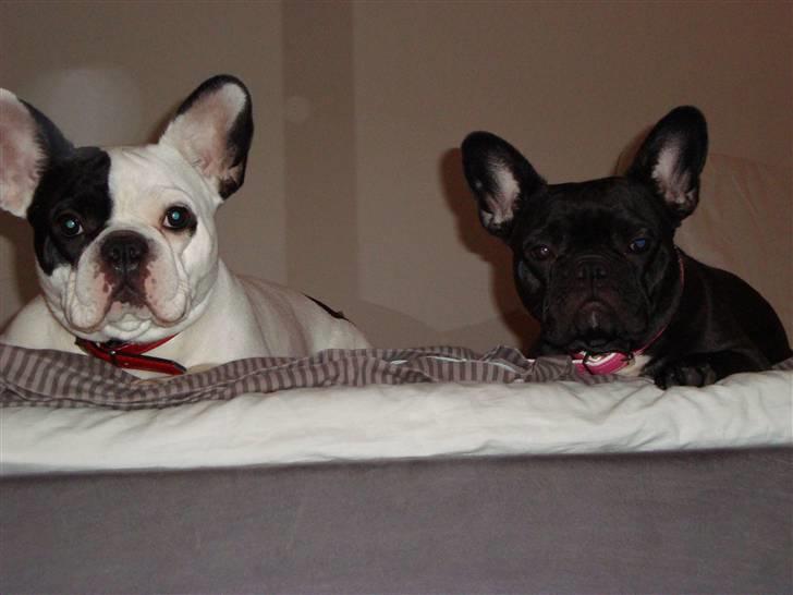 Fransk bulldog Josie R.I.P billede 15