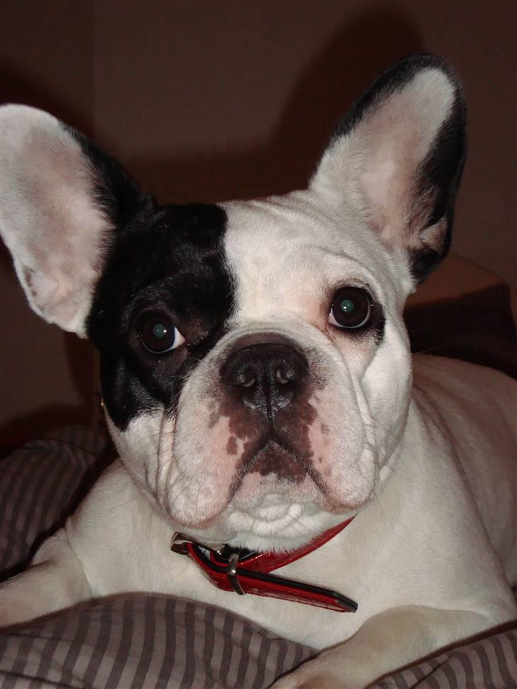 Fransk bulldog Josie R.I.P billede 16