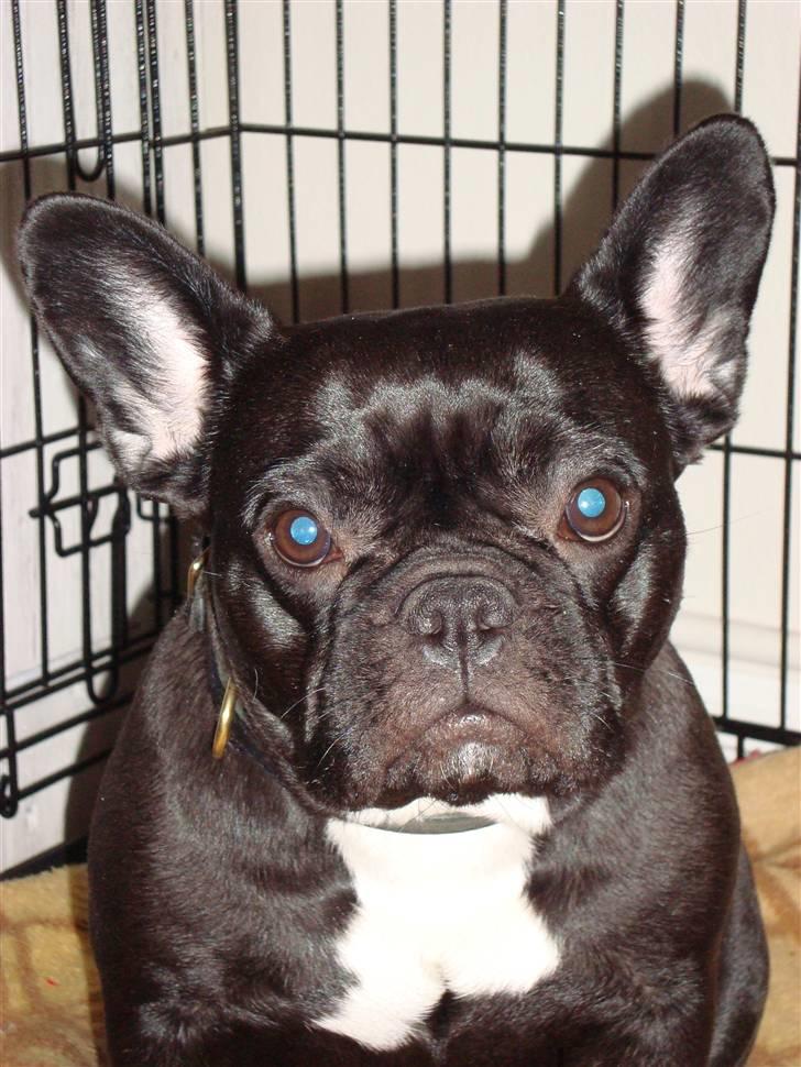 Fransk bulldog Emma R.I.P billede 20