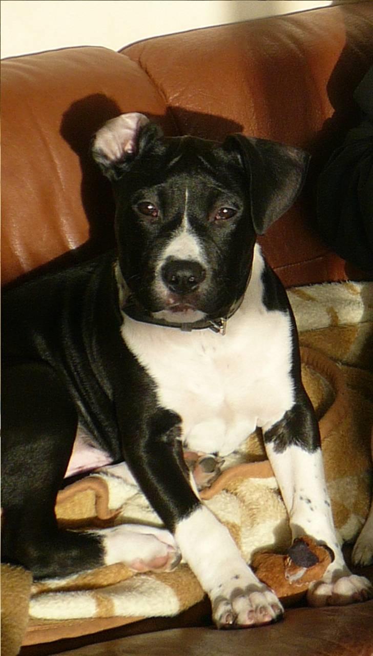 Amerikansk staffordshire terrier Tiger - baby tiger (; billede 13