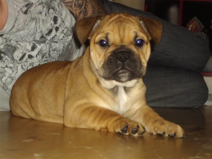 Blanding af racer Molly billede 1