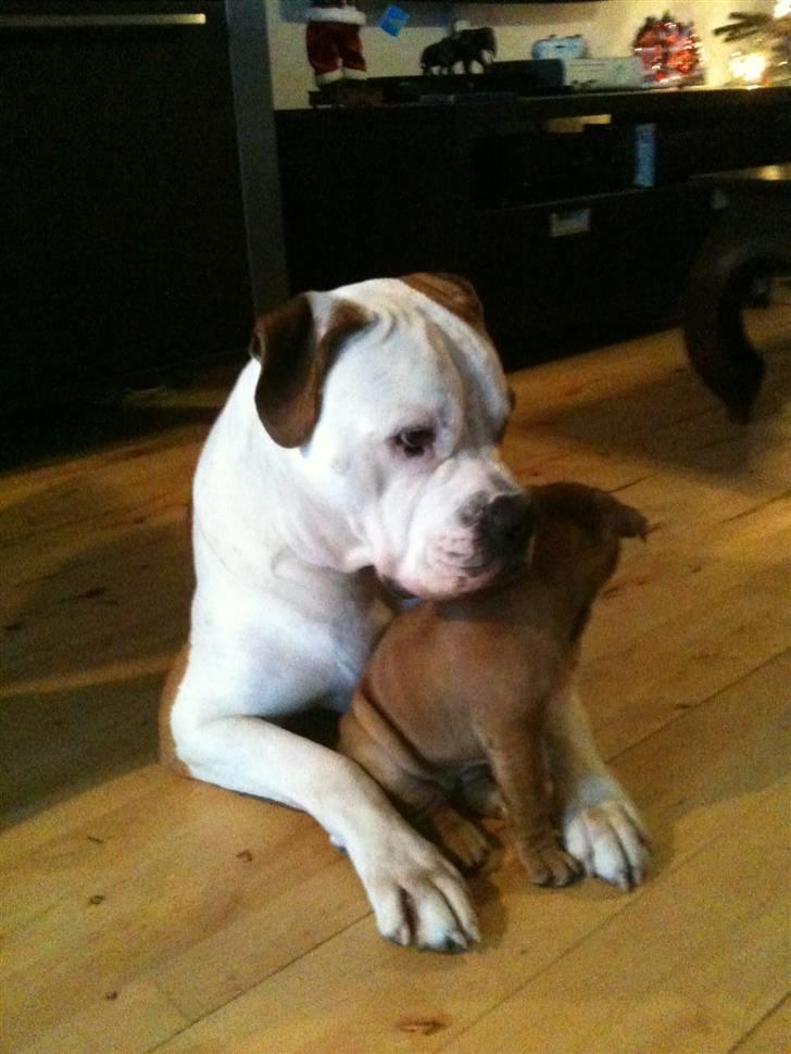 Blanding af racer Molly billede 2