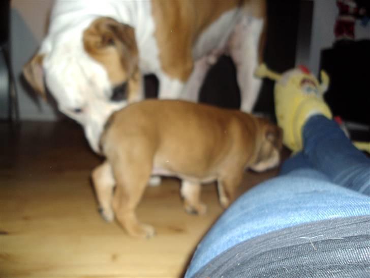 Blanding af racer Molly billede 3