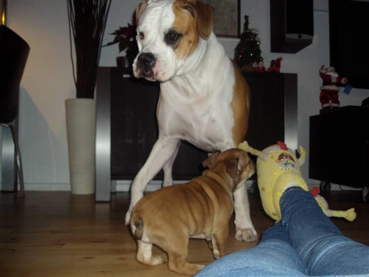 Blanding af racer Molly billede 4