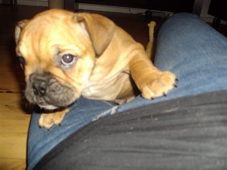 Blanding af racer Molly billede 5