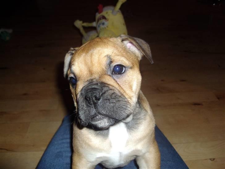 Blanding af racer Molly billede 7