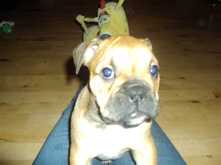 Blanding af racer Molly billede 8