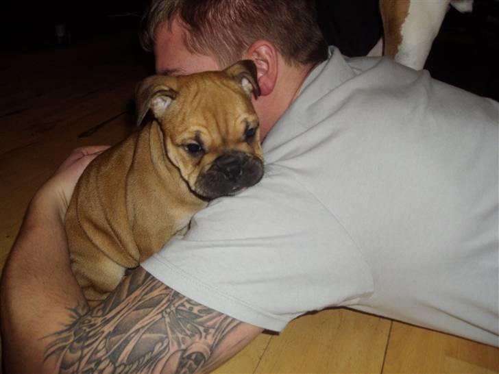 Blanding af racer Molly billede 9