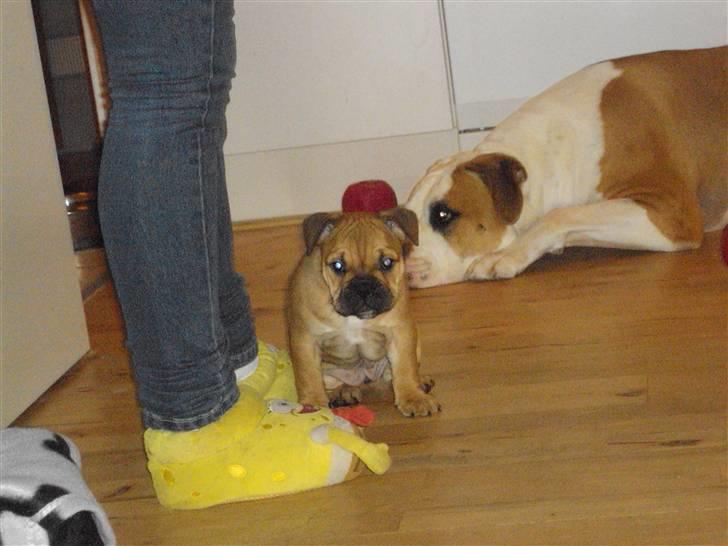 Blanding af racer Molly billede 10