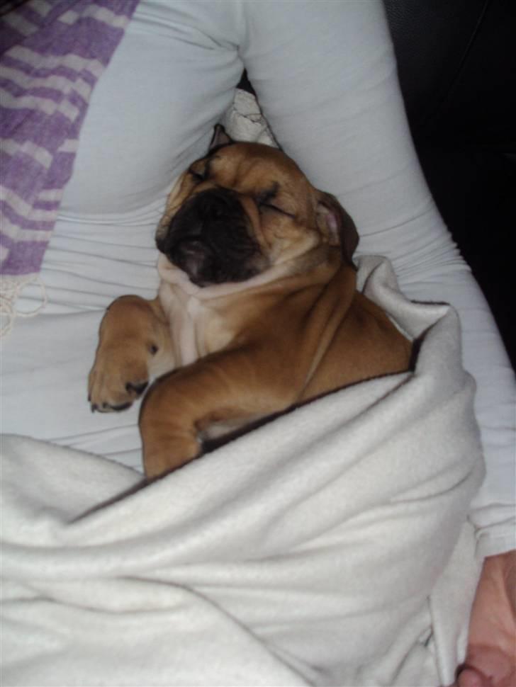 Blanding af racer Molly billede 11