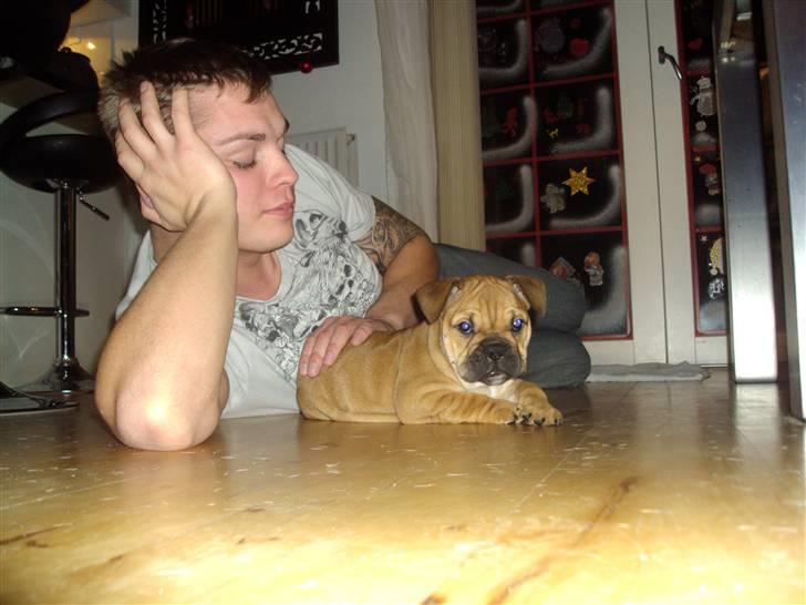 Blanding af racer Molly billede 12