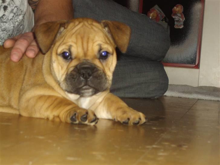 Blanding af racer Molly billede 13