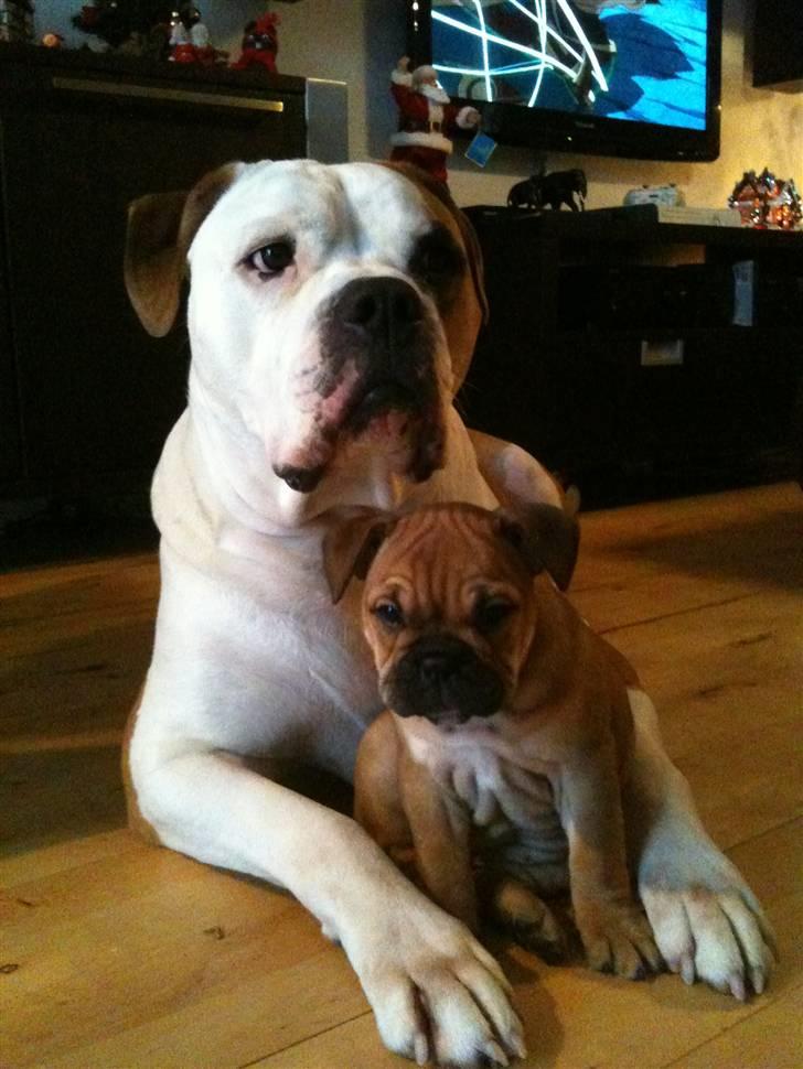 Blanding af racer Molly billede 15