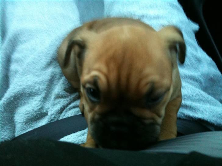 Blanding af racer Molly billede 16