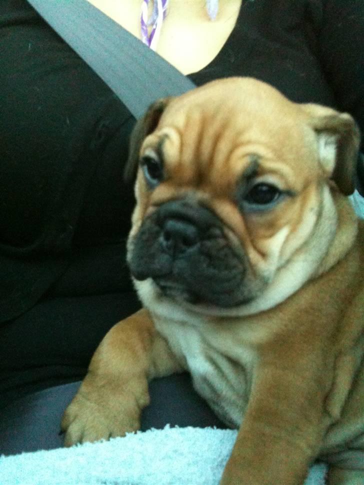 Blanding af racer Molly billede 17