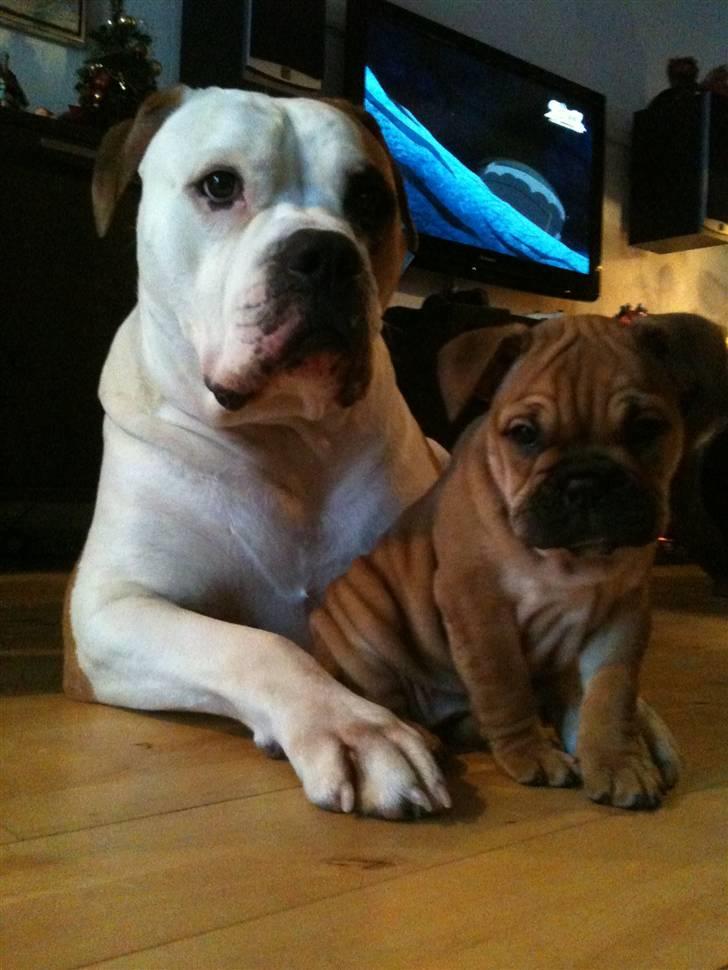 Blanding af racer Molly billede 18