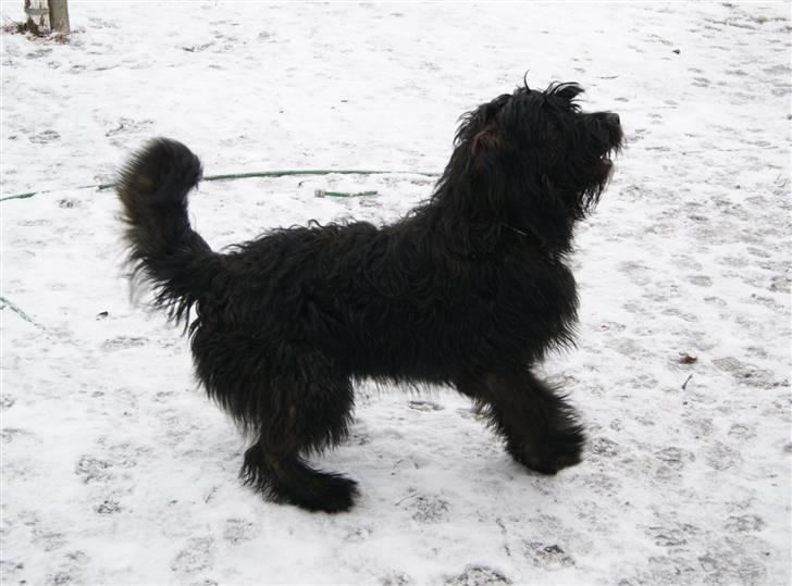 Blanding af racer Luffe billede 13