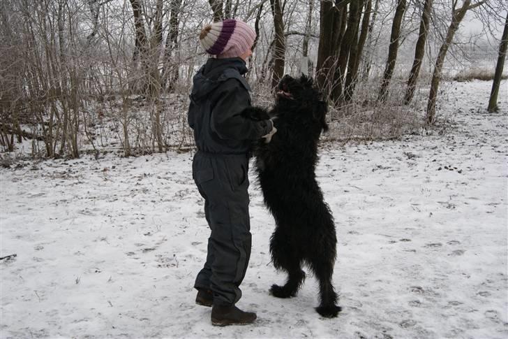 Blanding af racer Luffe billede 15