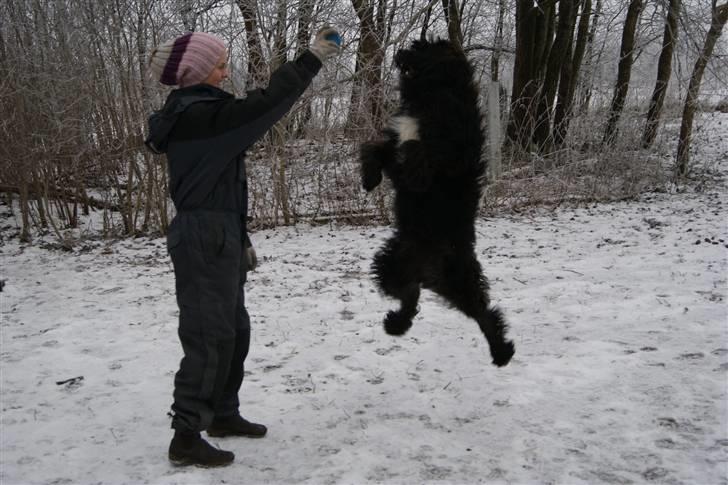 Blanding af racer Luffe billede 16