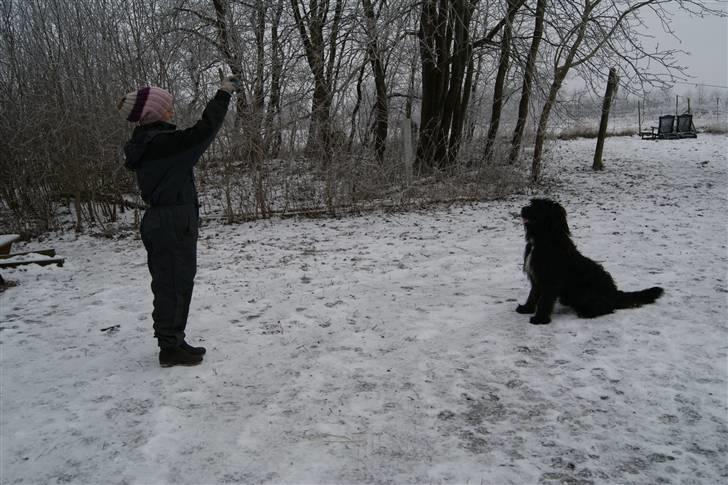 Blanding af racer Luffe billede 17