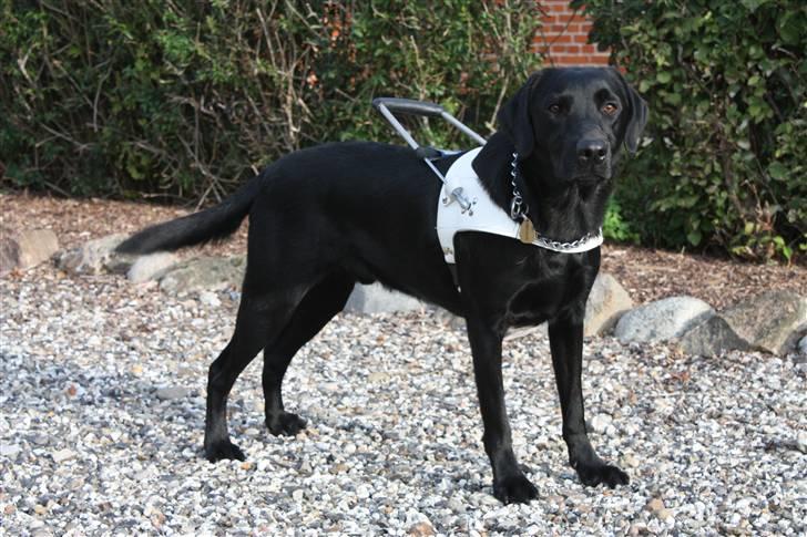 Labrador retriever Chief (Cody's A Man) * DØD * - Chief oktober 2010 - med bøjlen og klar til en af de sidste træningsgange inden godkendelsesprøven ;o) billede 19