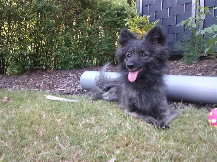 Blanding af racer chico billede 1