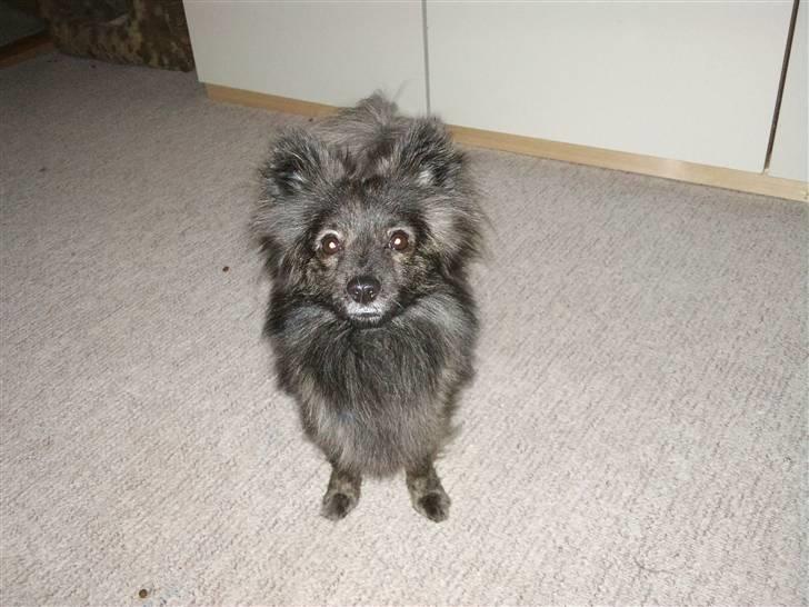 Blanding af racer chico billede 2