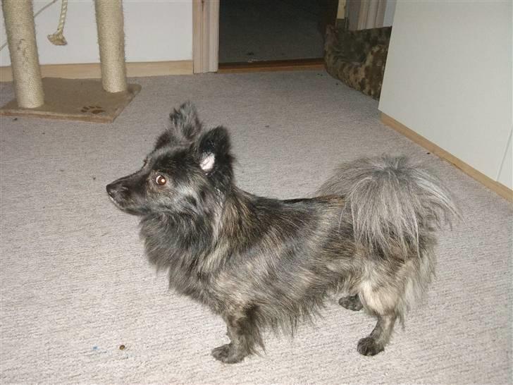 Blanding af racer chico billede 3