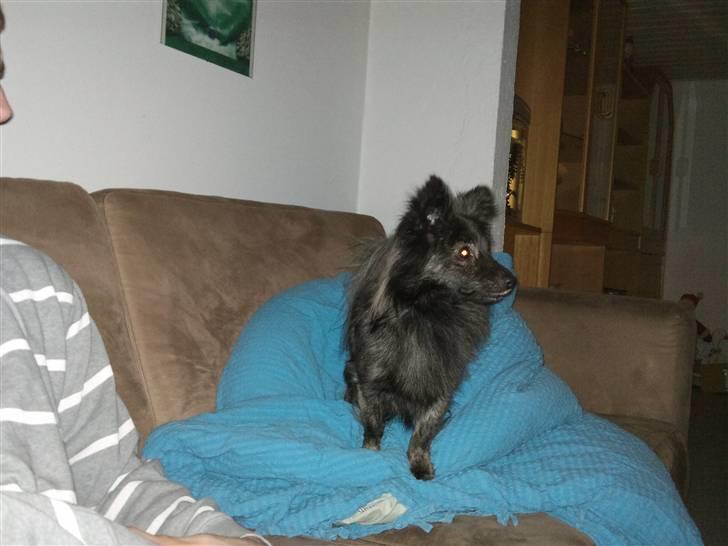 Blanding af racer chico billede 5