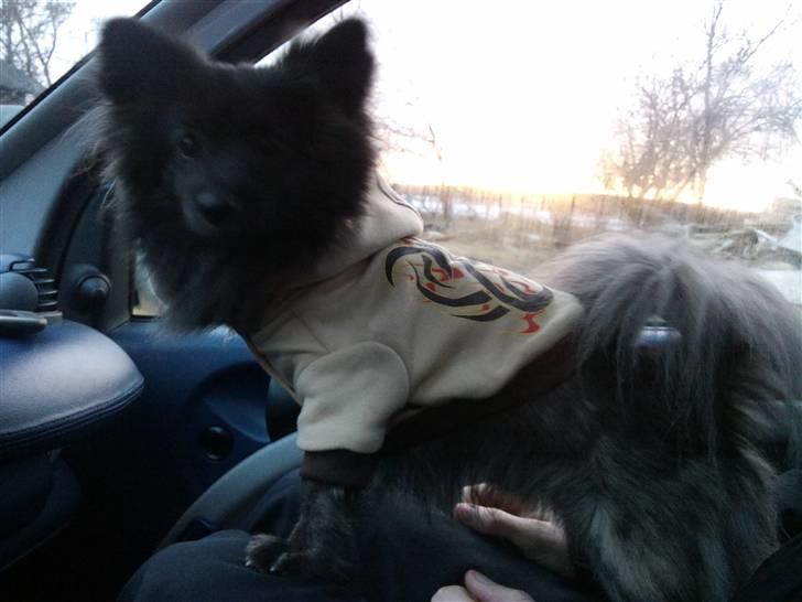 Blanding af racer chico billede 6