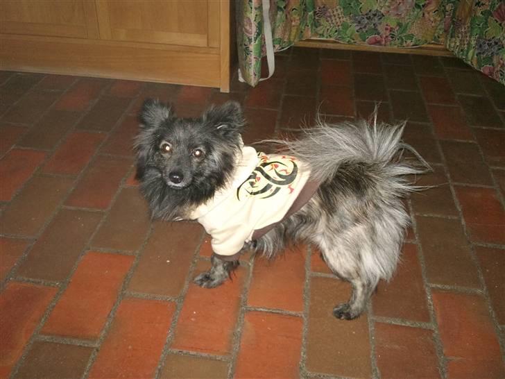 Blanding af racer chico billede 7